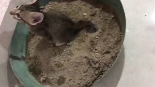 Kitten eat and poo poo