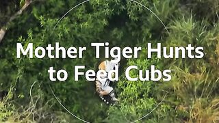 Watch this tiger mother hunt to feed her three almost fullygrown cubs. a spectacle like no other. TigerHunt