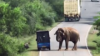 Meet the elephant who collects road tax