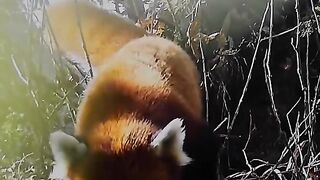 Filming the adorable but elusive red panda