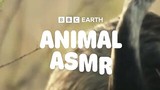 ASMR Relax WithNature NatureS ounds