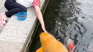 beautiful girl feeding big fish