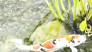 beautiful koi fish