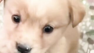 Baby dog#cute puppy barking#4kviral