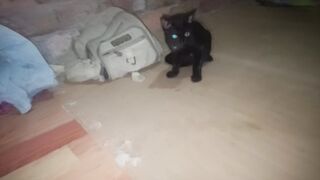 Kucing hitam black