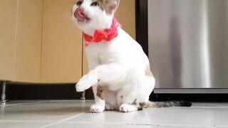 hungry cat