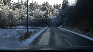 snow covered trees