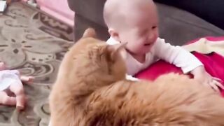 cat and babies