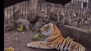 funny video tiger doll