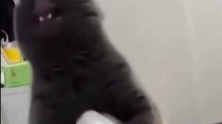 Naughty cat laughing