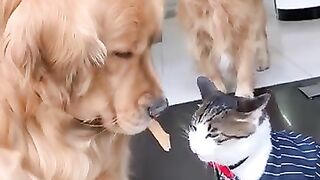 A love story of me a dog and a cat