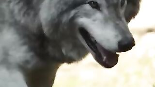 Fact about wolf????