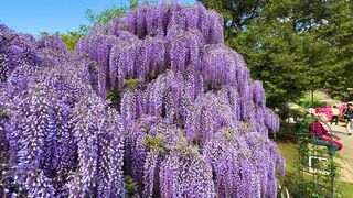 wisteria 2