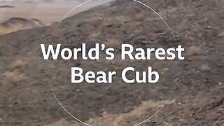 The worlds rarest bear cub  GobiBear Bear Cubs