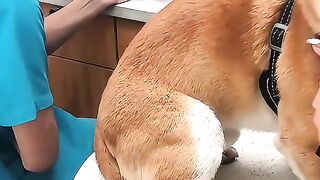 Dogs_is_afraid_of_its_vet_#haha_#funnyvideos_#funnydog_#fun