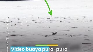 Detik detik buaya tenggelam minta tolong