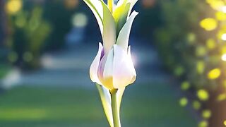 Dancing flowers