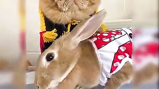 Cats and riot rabbit are very funny