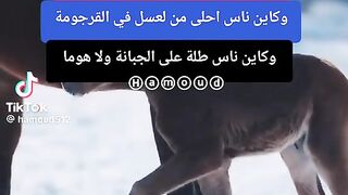 نوصيك اصاحبي