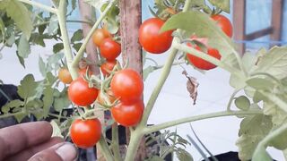 harvest cherry tomatoes in pots