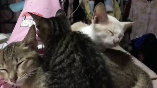 A pile of my cat sleeping and sound