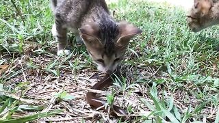 Three cats attacking a Eel fish for food, cat at countryside