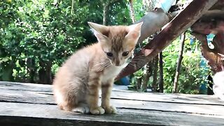 Two little cats so adorable