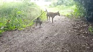 Cat fighting with Dog