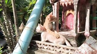 Tow little kitties playing on the shrine