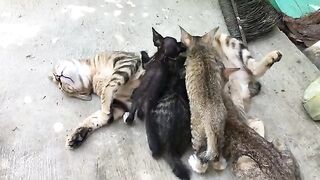 kitty family