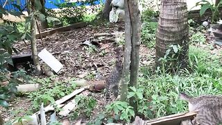 cat coming up the tree to pick the fruit