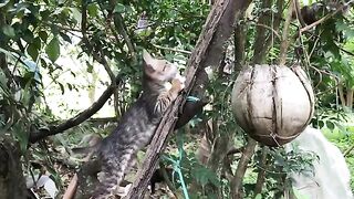 cats climbing up the tree