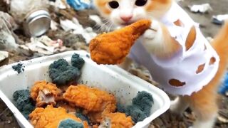 The Poor Cat Ate Moldy Fried Chicken in the Landfill and Was Laughed At