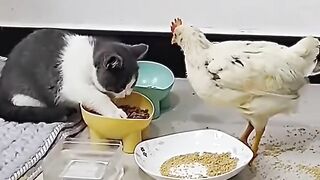 Chicken and cat fight