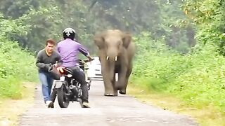 Detik detik di kejar gajah..