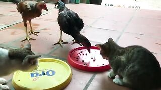 Meow and Chicken Get Dinner Together