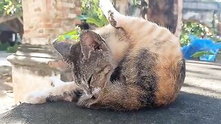 Seeing a stray cat grooming himself at a pagoda