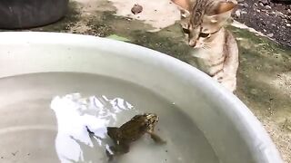 How do cats react to toats in water?