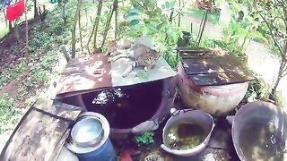 Meeting two cats sleeping over water jar with bird sound in the forest