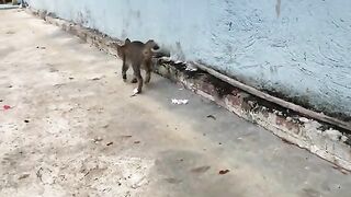 Following a stray cat having one leg injured and help him