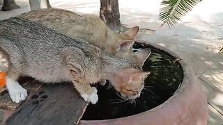 Kittens play with my hands