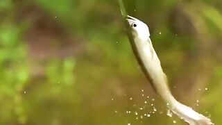 Snake vs Fish