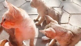 Kittens drink water after sleeping in the sun