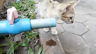 Kittens drinking water in the garden