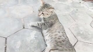 Funny Cats reaction to puppies