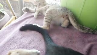 Kitten playing the tail of Yougo