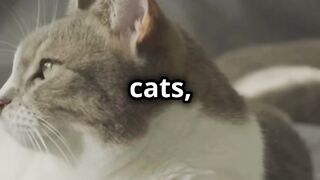 Cute Cats