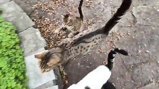 Cute stray cats surround me and ask for food.