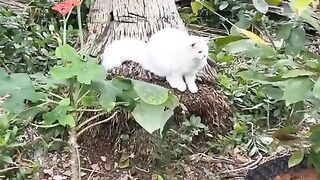 Cats awaiting his mistress every morning in nature