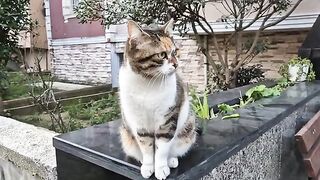 Calico Stray Cat is Incredibly Cute.